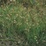 野牛草种子护坡固土草籽生态修复耐寒耐践踏耐旱暖季型矮生