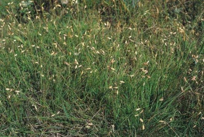 野牛草种子护坡固土草籽生态修复耐寒耐践踏耐旱暖季型矮生