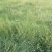 野牛草种子护坡固土草籽生态修复耐寒耐践踏耐旱暖季型矮生