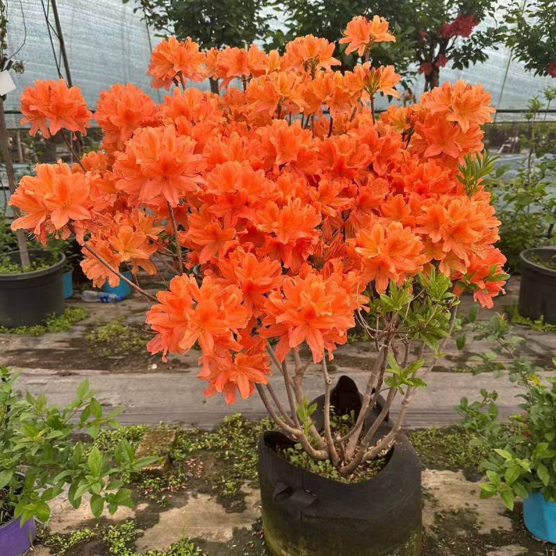 杜鹃花/杜鹃/红杜鹃/粉杜鹃/基地种植/全国供应批发