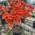 杜鹃花/杜鹃/红杜鹃/粉杜鹃/基地种植/全国供应批发