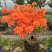 杜鹃花/杜鹃/红杜鹃/粉杜鹃/基地种植/全国供应批发