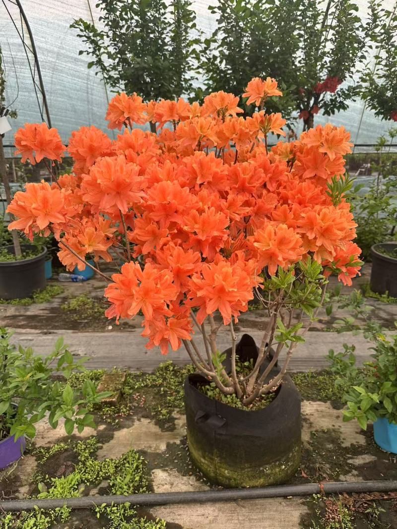 杜鹃花/杜鹃/红杜鹃/粉杜鹃/基地种植/全国供应批发
