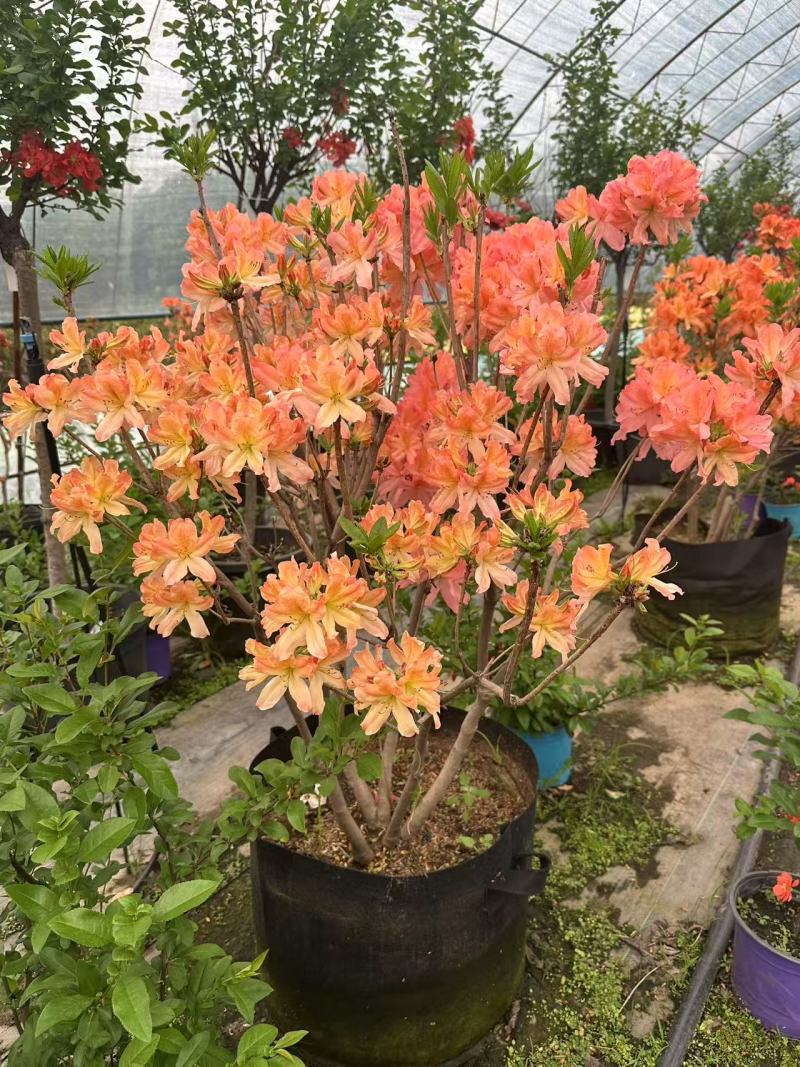 杜鹃花/杜鹃/红杜鹃/粉杜鹃/基地种植/全国供应批发