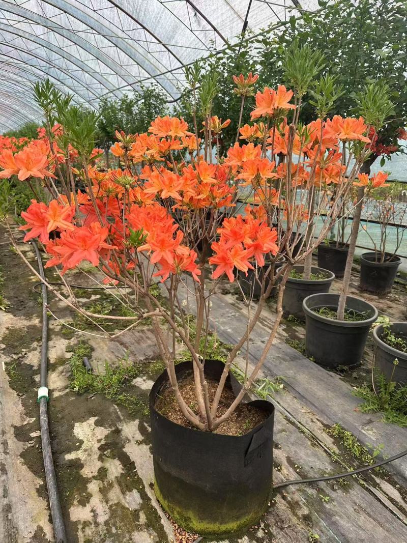 杜鹃花/杜鹃/红杜鹃/粉杜鹃/基地种植/全国供应批发