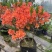 杜鹃花/杜鹃/红杜鹃/粉杜鹃/基地种植/全国供应批发