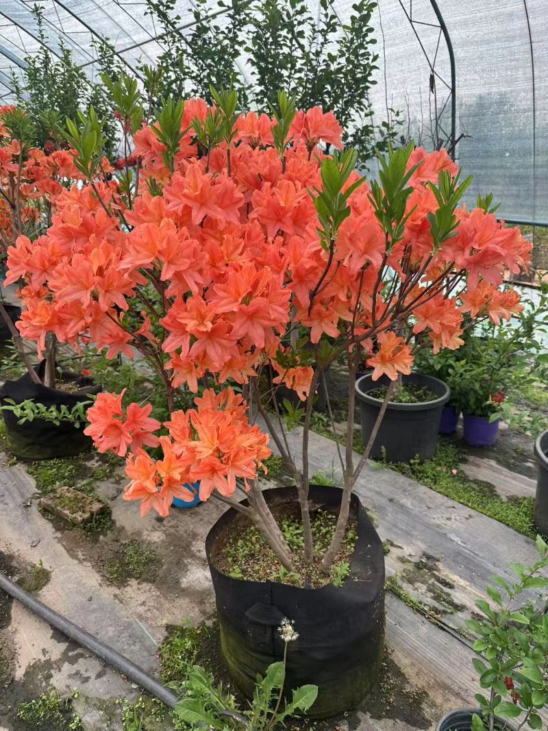 杜鹃花/杜鹃/红杜鹃/粉杜鹃/基地种植/全国供应批发