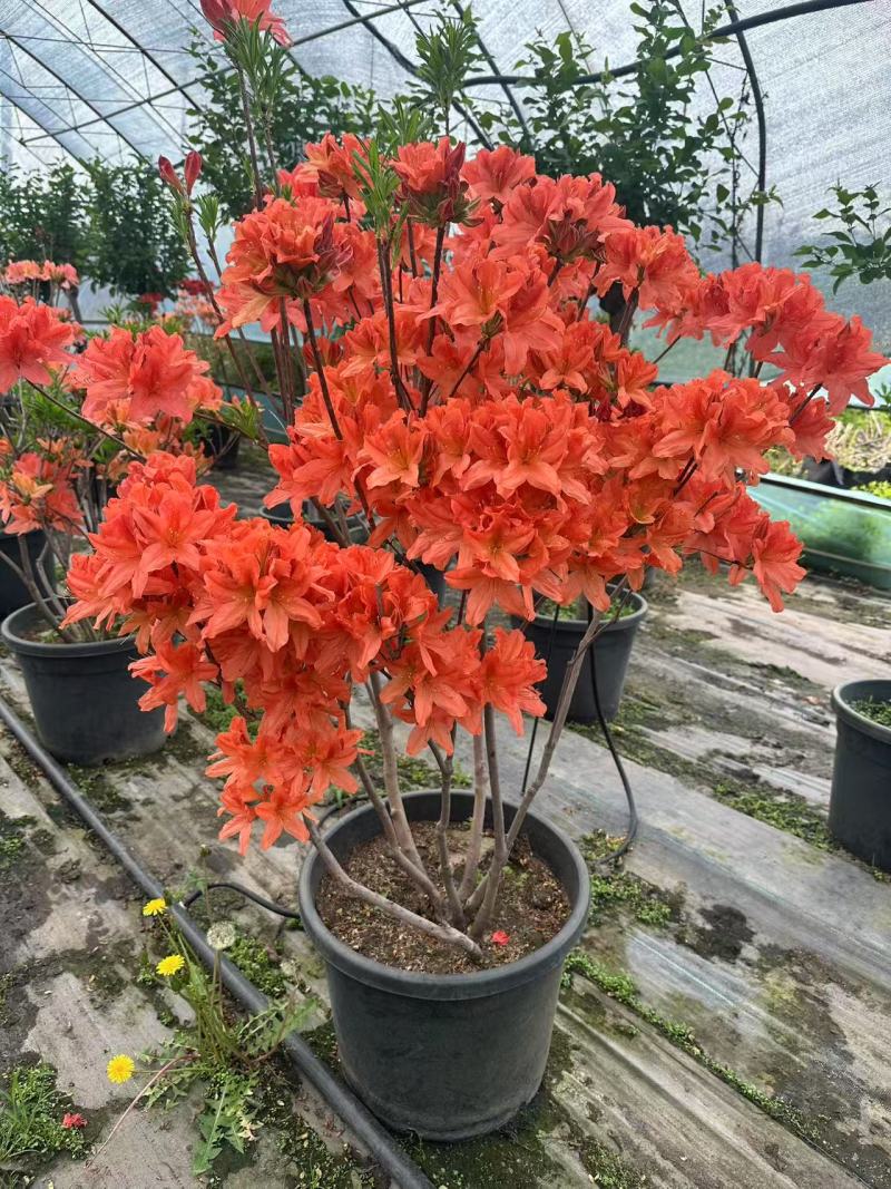 杜鹃花/杜鹃/红杜鹃/粉杜鹃/基地种植/全国供应批发