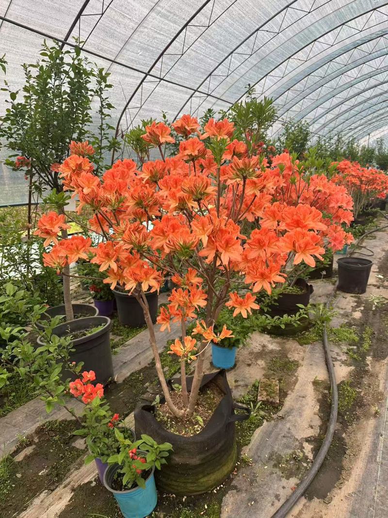 杜鹃花/杜鹃/红杜鹃/粉杜鹃/基地种植/全国供应批发