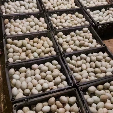 今天的新鲜发鸭蛋要的抓紧