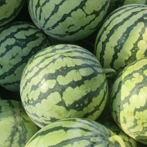 西瓜美都西瓜脆甜多汁现摘现发品质保障一手货源