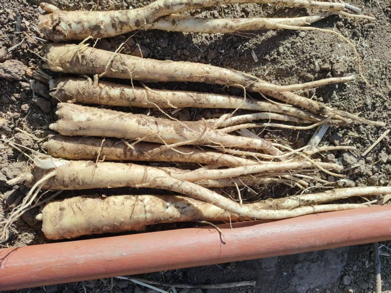 2年生皮干桔梗大量有现货价格美丽买货的联系
