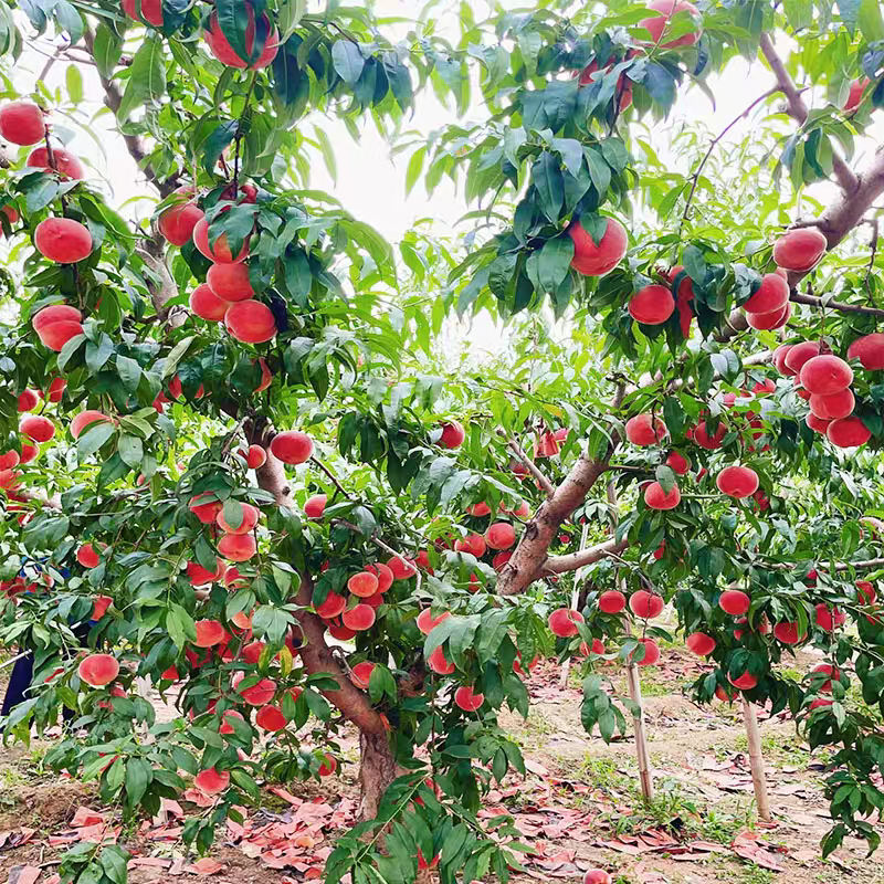 湖北桃/红不软桃/宜城红桃/产地货源/全国供应电商市场