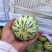 精品花蕾甜瓜大量供应河南内黄县产地
