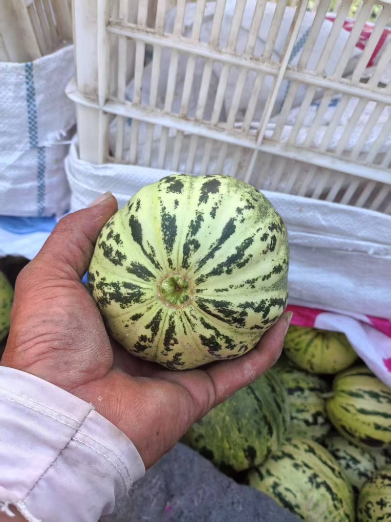 精品花蕾甜瓜大量供应河南内黄县产地
