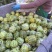 精品花蕾甜瓜大量供应河南内黄县产地