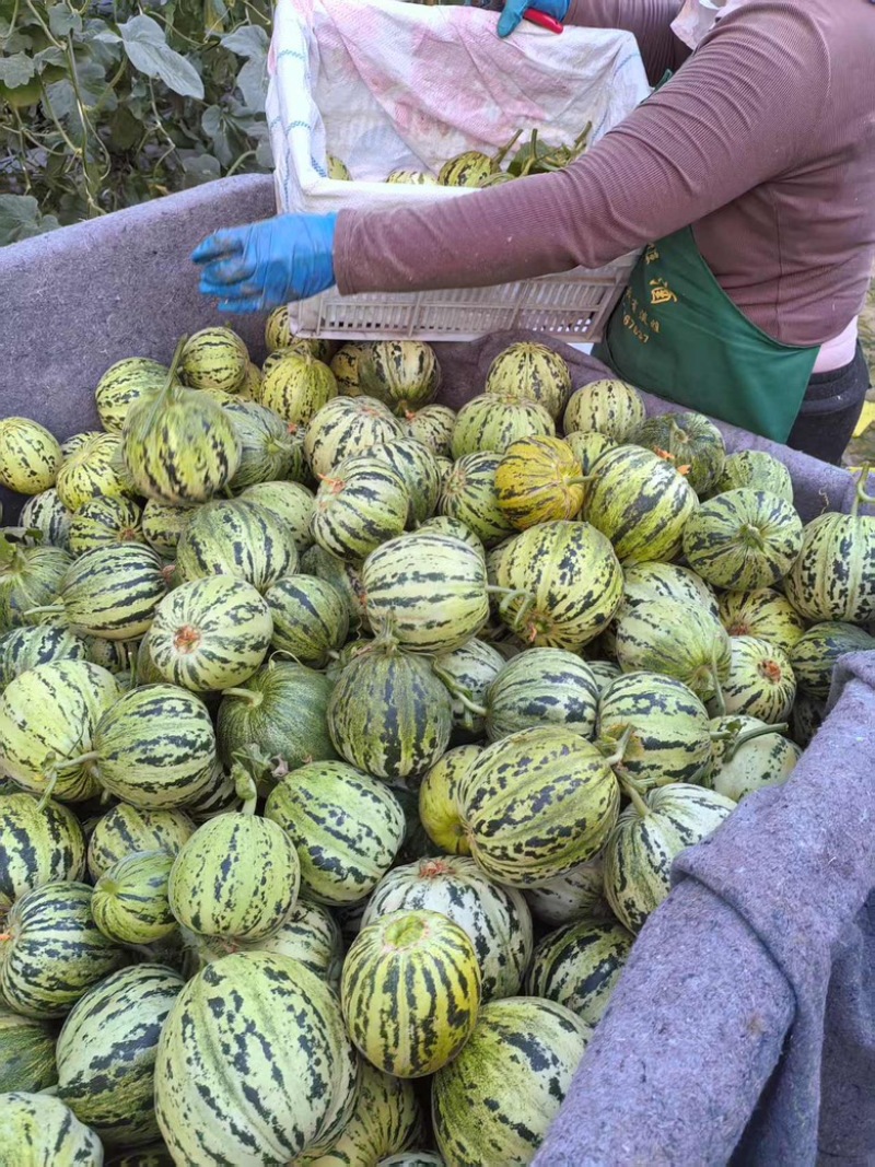 精品花蕾甜瓜大量供应河南内黄县产地