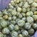 精品花蕾甜瓜大量供应河南内黄县产地