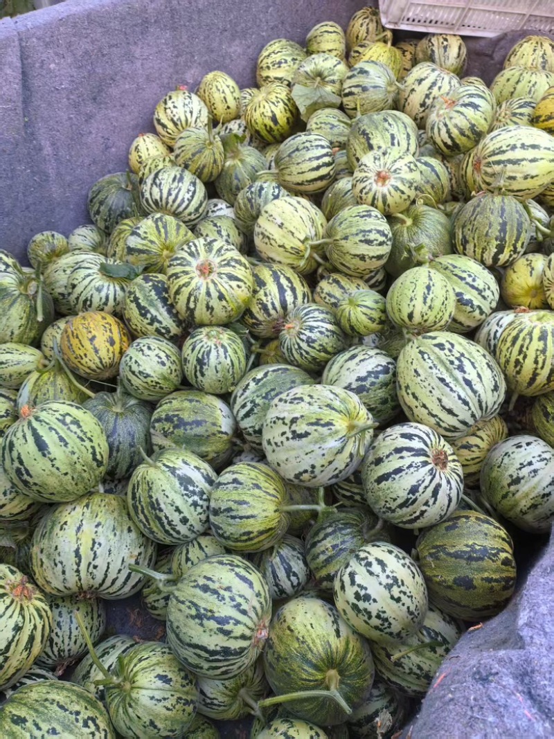 精品花蕾甜瓜大量供应河南内黄县产地