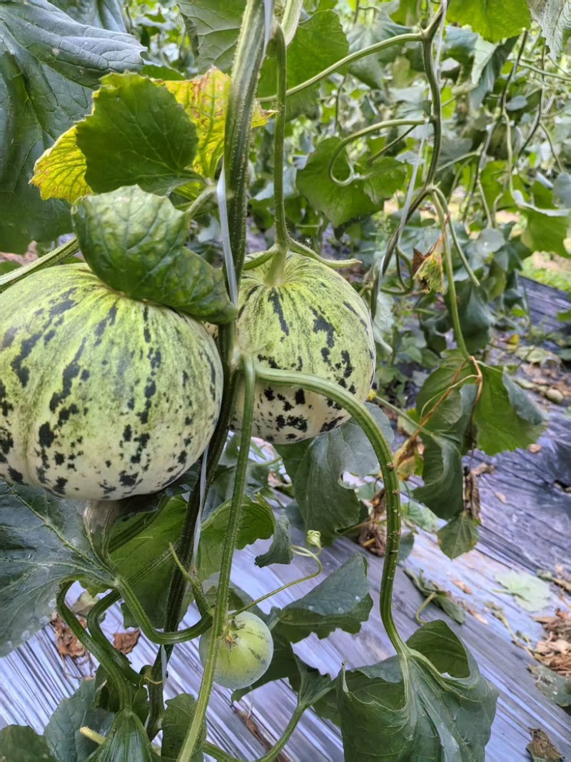 精品花蕾甜瓜大量供应河南内黄县产地
