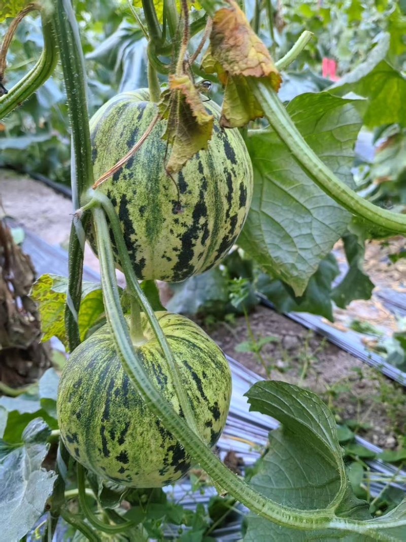 精品花蕾甜瓜大量供应河南内黄县产地