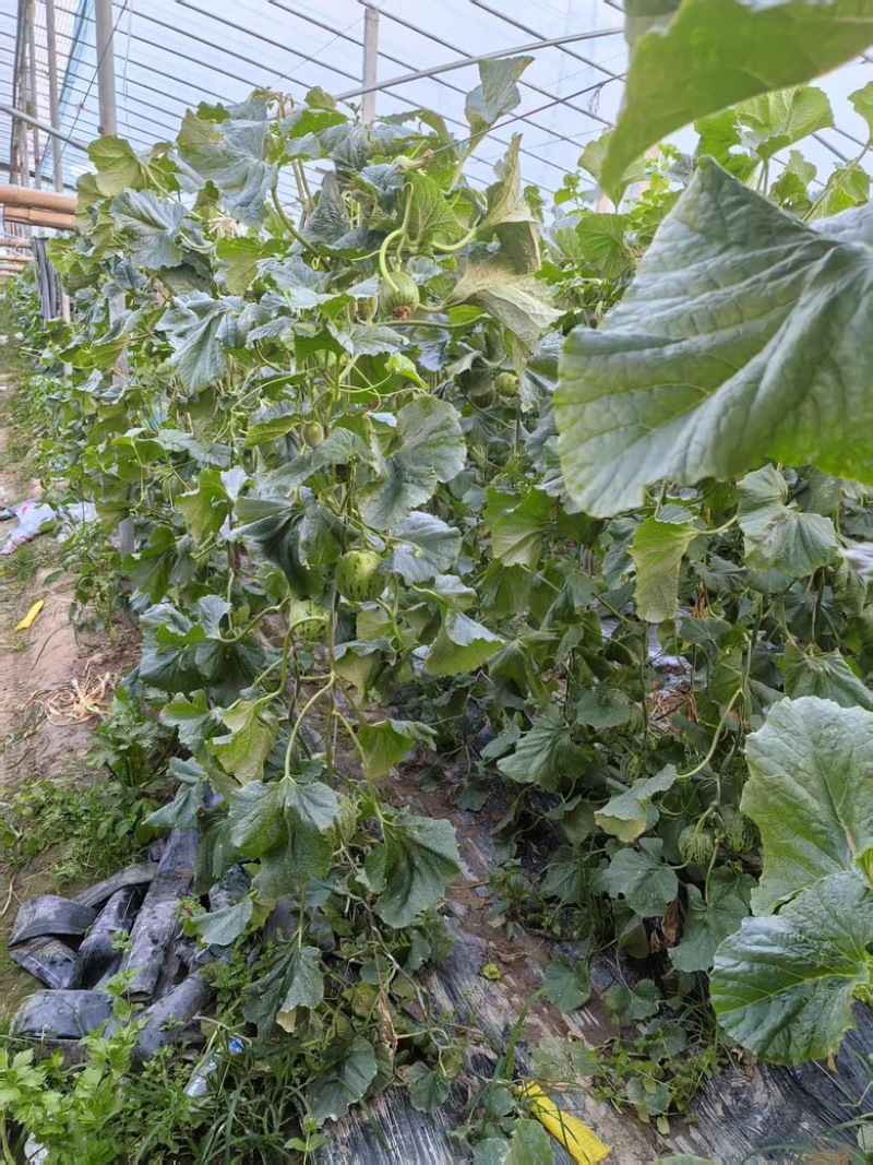 精品花蕾甜瓜大量供应河南内黄县产地