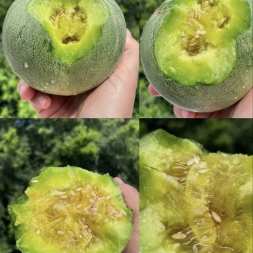 河南绿宝石甜瓜大量供应新鲜采摘，一手货源