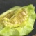 河南绿宝石甜瓜大量供应新鲜采摘，一手货源