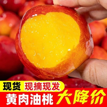 518油桃/黄肉油桃/中油油桃/产地货源/全国供应批发