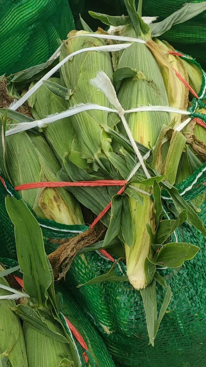 玉米，水果玉米
