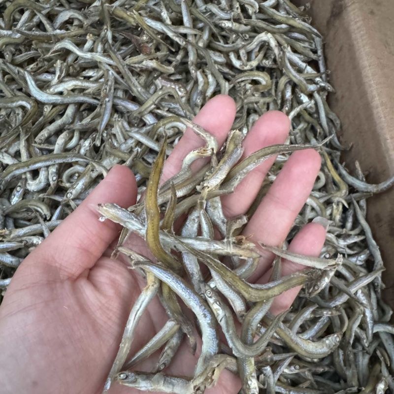 精品银针鱼/面条鱼，质量保证一手货源，价格低供超市电商
