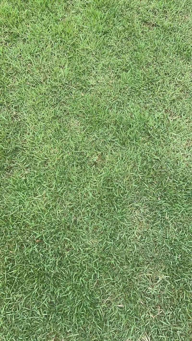 中华结缕草兰引三号现挖现发一手货源欢迎咨询