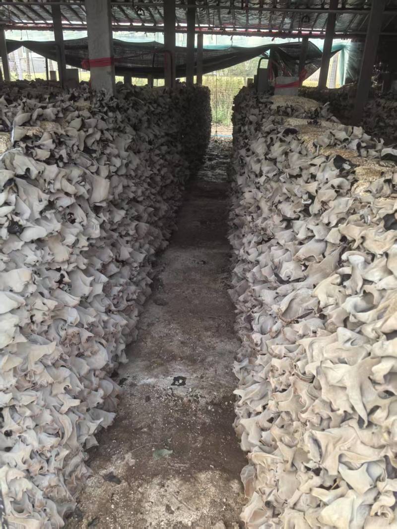 安徽白背毛木耳自己种植，量大的老板来基地看看，视频看货