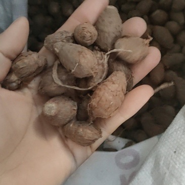 独角莲种子，20每斤