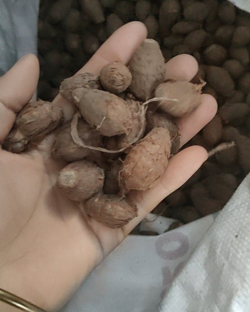 独角莲种子，20每斤
