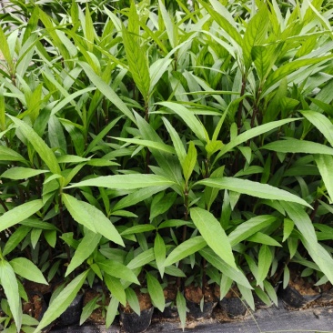 翠芦莉苗批发，杯苗地苗，色泽鲜艳植株健壮，各规格齐全