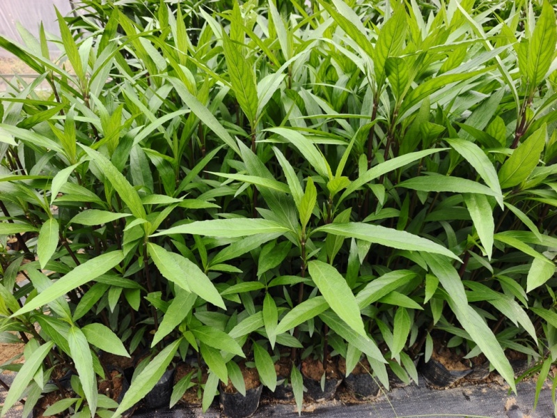 翠芦莉苗批发，杯苗地苗，色泽鲜艳植株健壮，各规格齐全