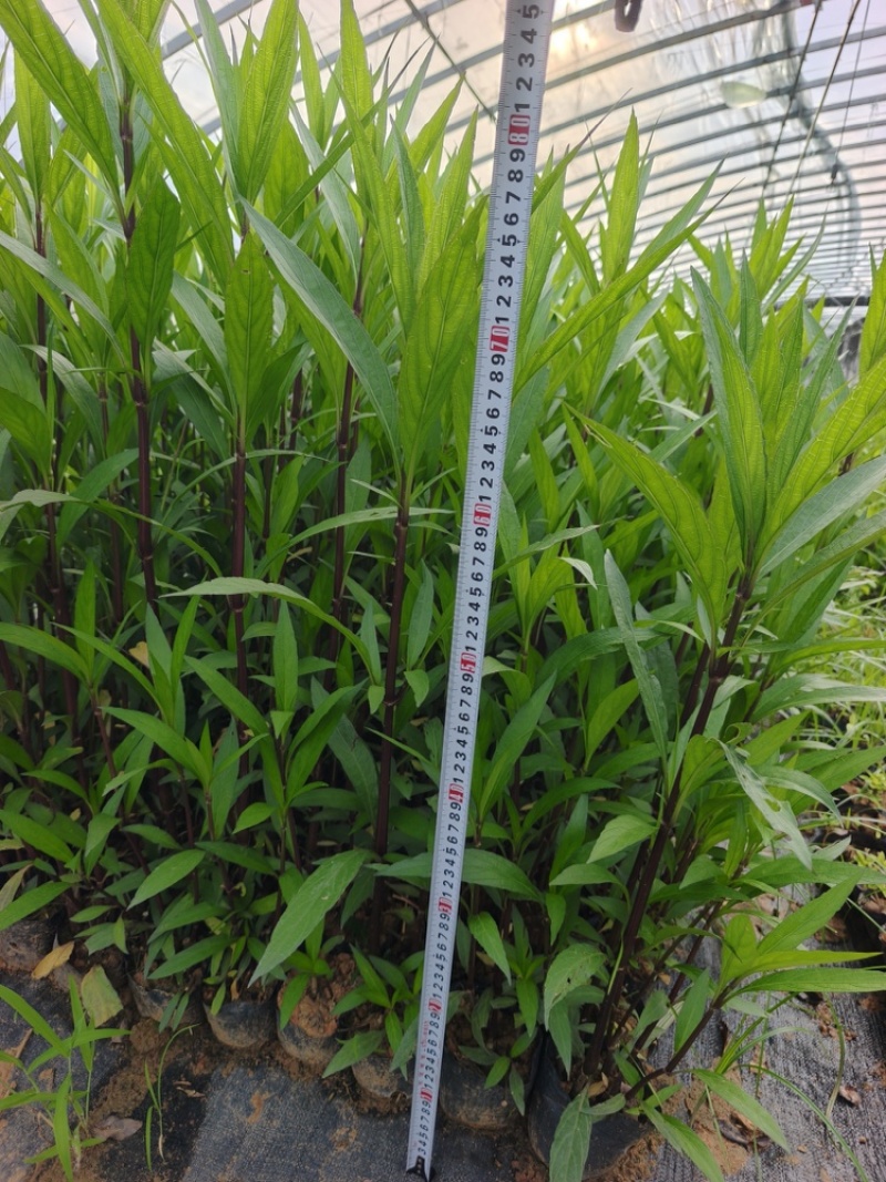 翠芦莉苗批发，杯苗地苗，色泽鲜艳植株健壮，各规格齐全