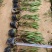翠芦莉苗批发，杯苗地苗，色泽鲜艳植株健壮，各规格齐全