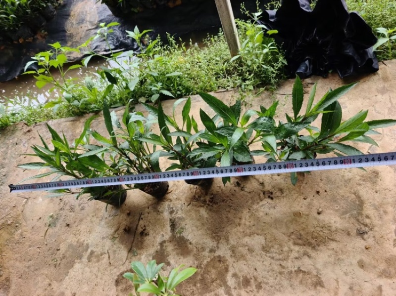 翠芦莉苗批发，杯苗地苗，色泽鲜艳植株健壮，各规格齐全