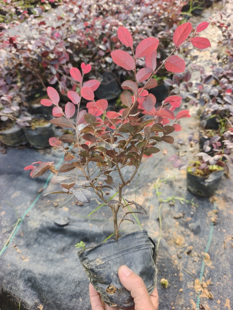 红花继木苗，全国走货，货源充足，欢迎来电咨询