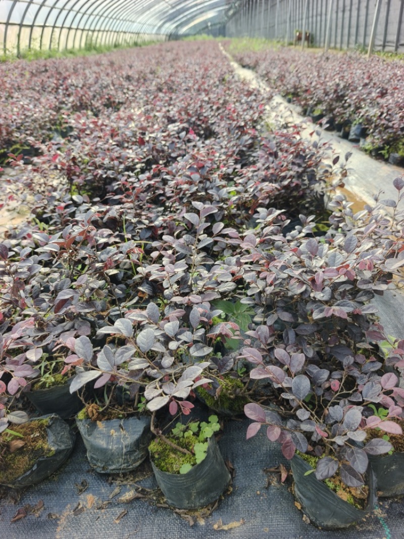 红花继木苗，全国走货，货源充足，欢迎来电咨询
