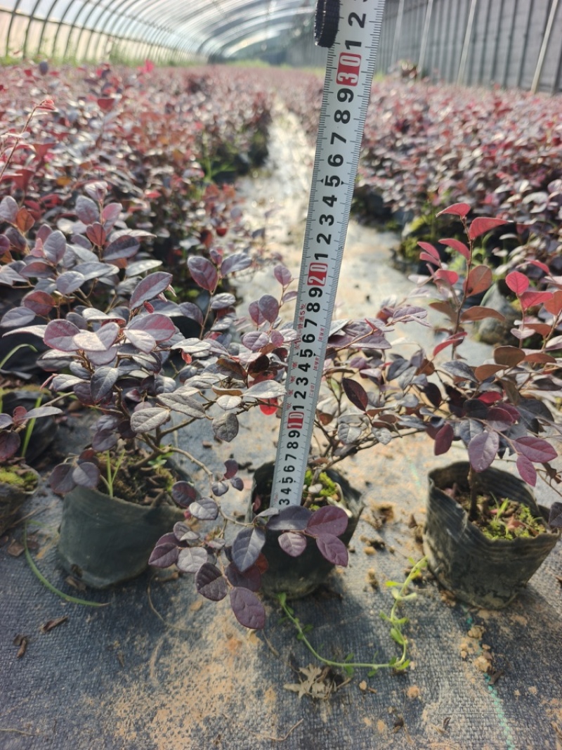 红花继木苗，全国走货，货源充足，欢迎来电咨询