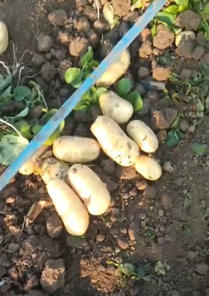 500吨金灿灿黄皮黄心土豆，沃土5号土豆大量上市产地直供