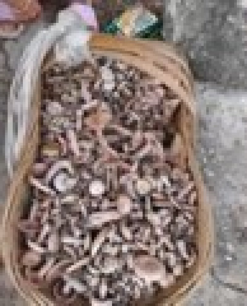 四川乌纵菌松树菌大山里面采摘基地直发保质保量一手货源