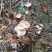 四川乌纵菌松树菌大山里面采摘基地直发保质保量一手货源