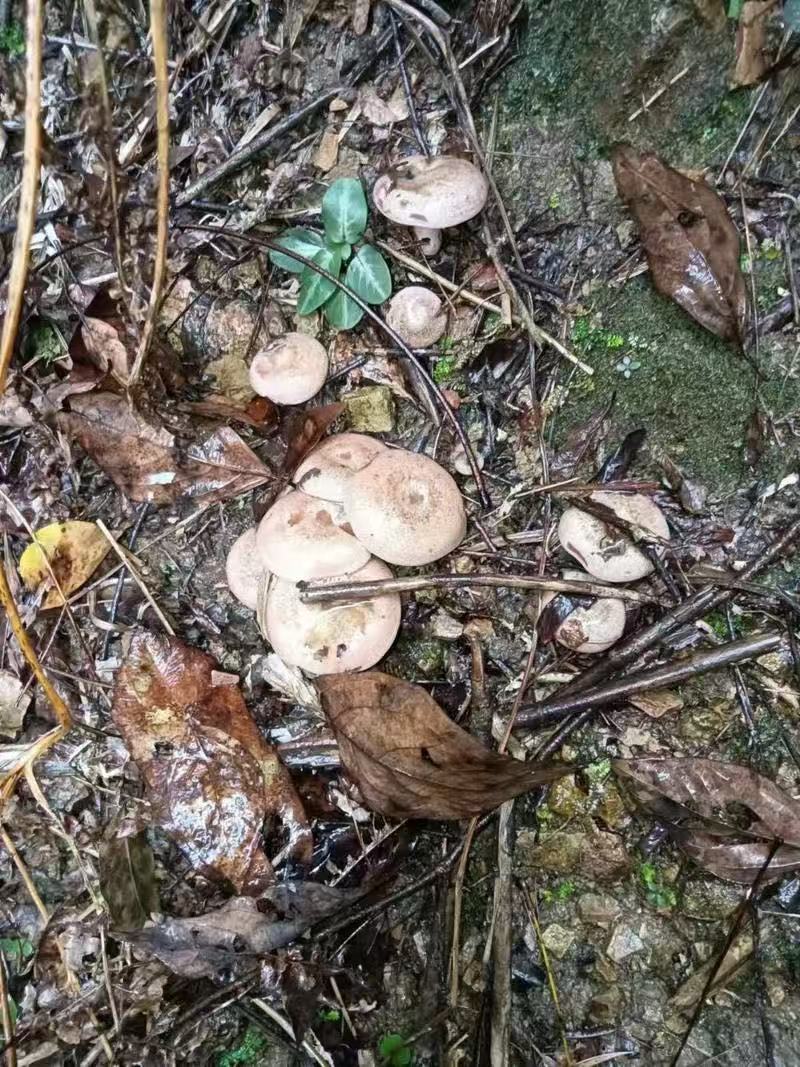 四川乌纵菌松树菌大山里面采摘基地直发保质保量一手货源