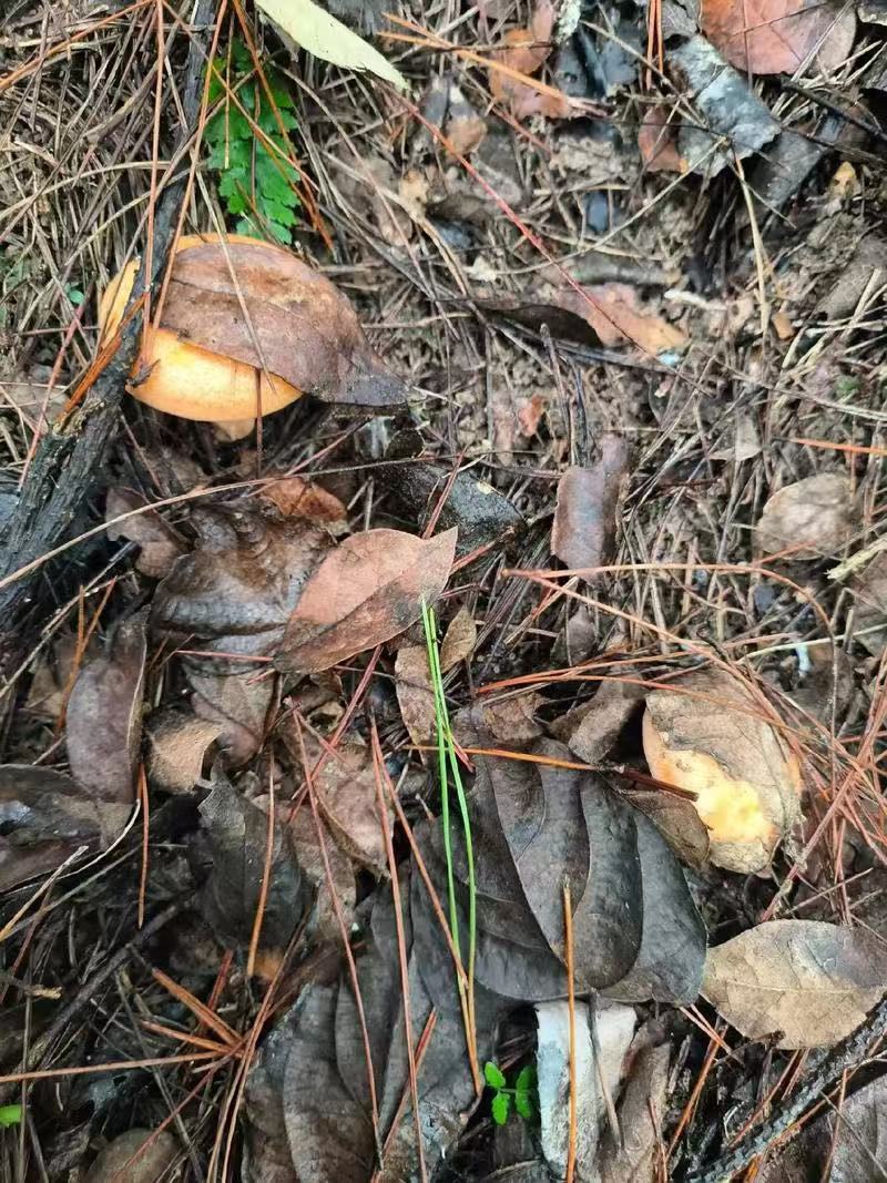 四川乌纵菌松树菌大山里面采摘基地直发保质保量一手货源