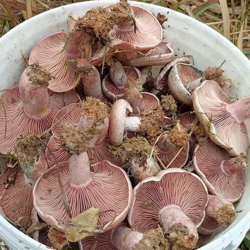 四川乌纵菌松树菌大山里面采摘基地直发保质保量一手货源