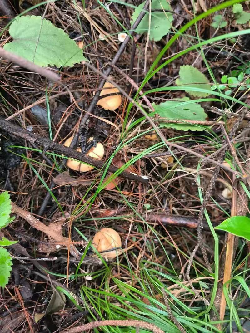 四川乌纵菌松树菌大山里面采摘基地直发保质保量一手货源